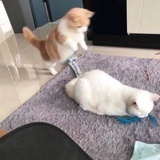 窗子里的月亮
