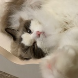 小白喵