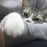秃头少女裘千尺