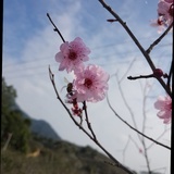 梅熠