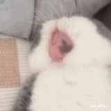 黑秋秋的二黑