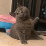英短小鲁班
