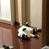 一棵树