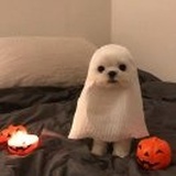Eloi