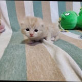 豆奶