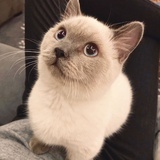 特立独行的猫