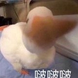 Dudududupm627