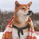 小葱