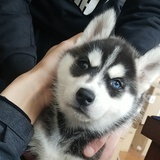 不吃鱼的猫