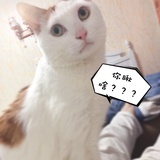 油条大仙er