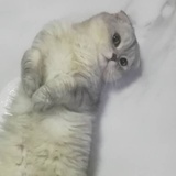 李狗鱼