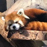 Chi