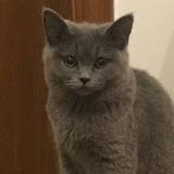 慢走的蚂蚱