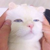 腿毛怪3333