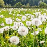 洛神花