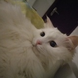 卡皮欧