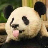 阿古