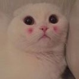白鹿