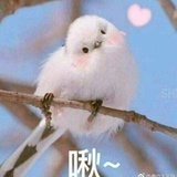大啾啾