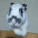 花与斑