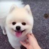 黄糯糍