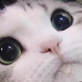 甜兔星球