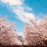 🌸 陈花花 🌸