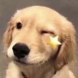 嗷呜