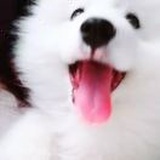 张露升
