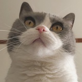 蛋蛋和饼