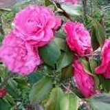芳华