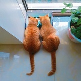 应樵