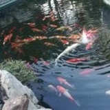 张海清(阿莲)