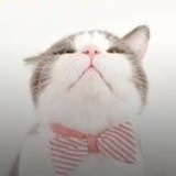 wenwen