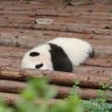 羊小蚊