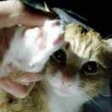 喵喵喵？🐈