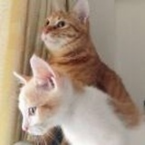 腾胖几