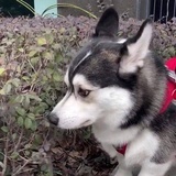 柯柯柯柯柯