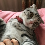 我家猫咪叫多宝