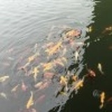 匿名
