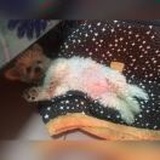 晓哥是好姑娘