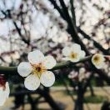 蓝染