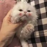 用户aria