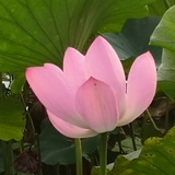 洗尘