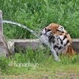 绿野