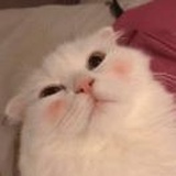 三七