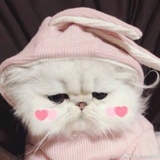 草莓味🍓