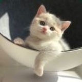 ‿❤王小喵❀