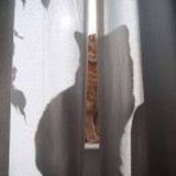 舟自横