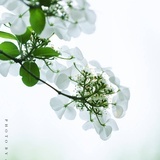 四月棽棽
